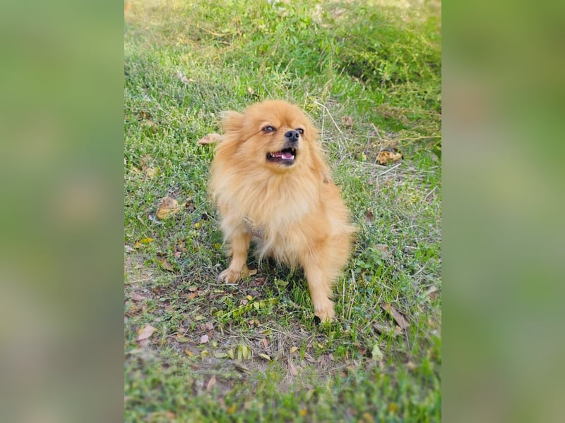 Marcy ein Pomeranien Spitz