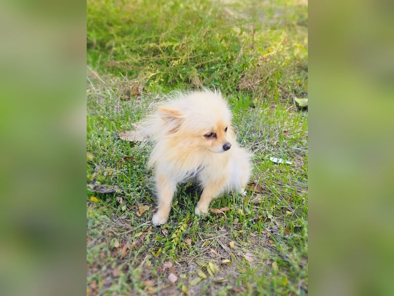 Pomeranien Banu sucht ein Zuhause