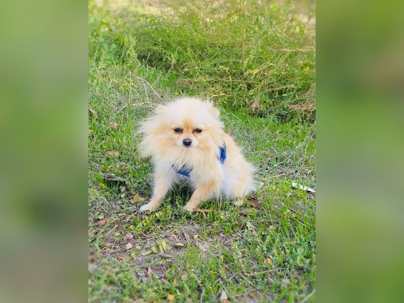 Pomeranien Banu sucht ein Zuhause