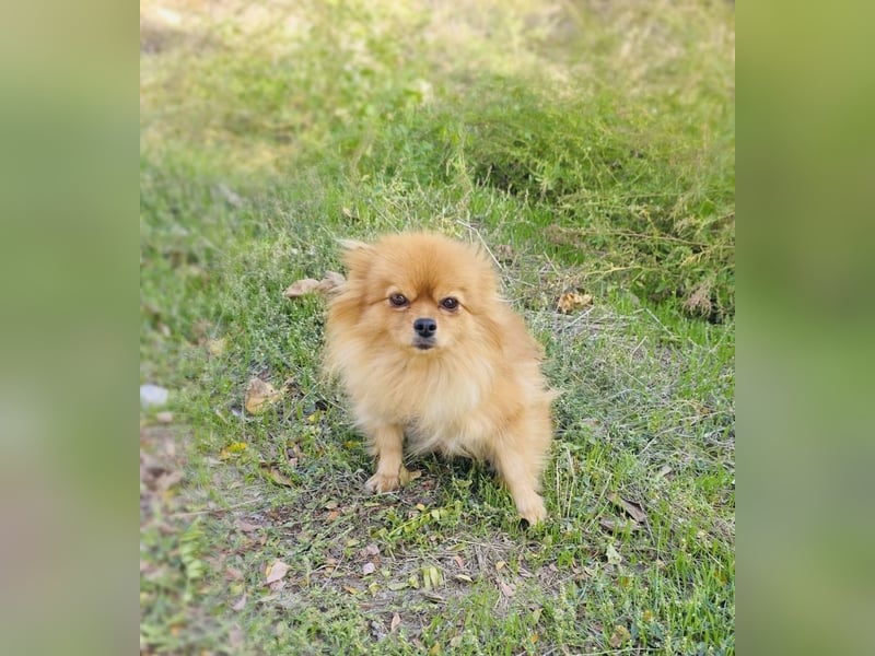 Marcy ein Pomeranien Spitz