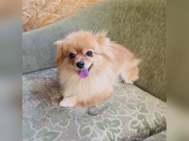 Marcy ein Pomeranien Spitz