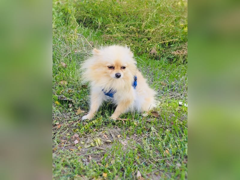 Pomeranien Banu sucht ein Zuhause
