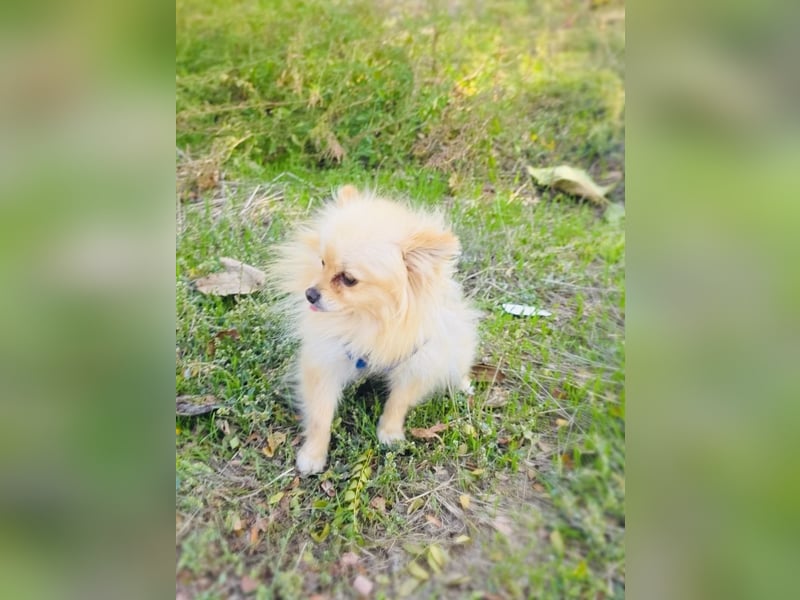 Pomeranien Banu sucht ein Zuhause