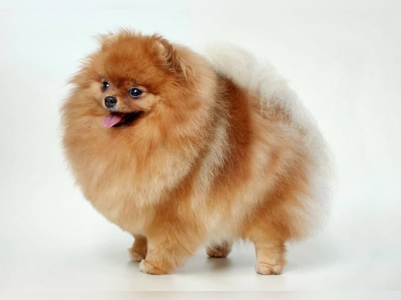 Exklusive Pomeranian Hündin Kisses of Fire Olympia Luna Star (Zwergspitz) Exklusive Pomeranian Hündin Kisses of Fire Olympia Luna Star (Zwergspitz)