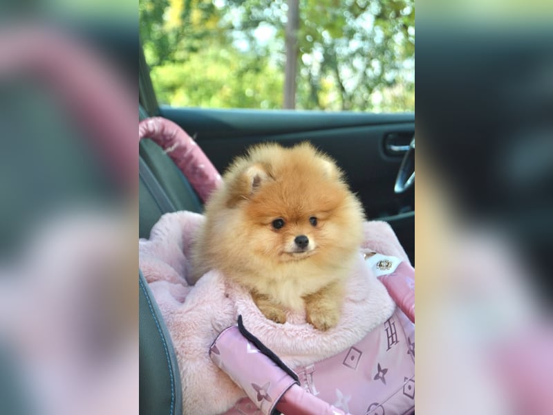 Exklusive Pomeranian Hündin Kisses of Fire Olympia Luna Star (Zwergspitz) Exklusive Pomeranian Hündin Kisses of Fire Olympia Luna Star (Zwergspitz)