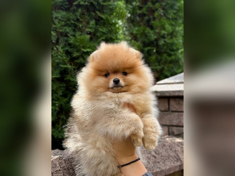 Exklusive Pomeranian Hündin Kisses of Fire Olympia Luna Star (Zwergspitz) Exklusive Pomeranian Hündin Kisses of Fire Olympia Luna Star (Zwergspitz)