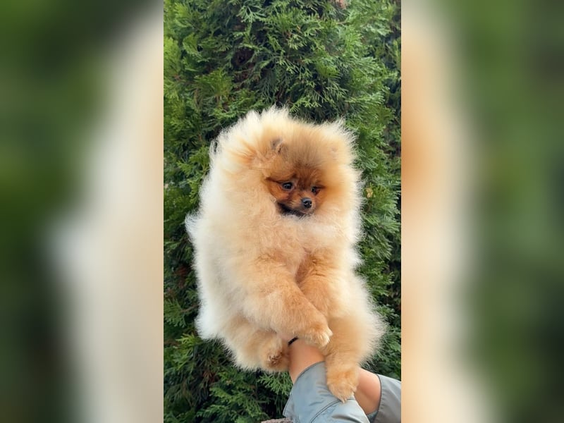 Exklusive Zwergspitz Hündin - Teddybär-Typ, Traumfell & Charme