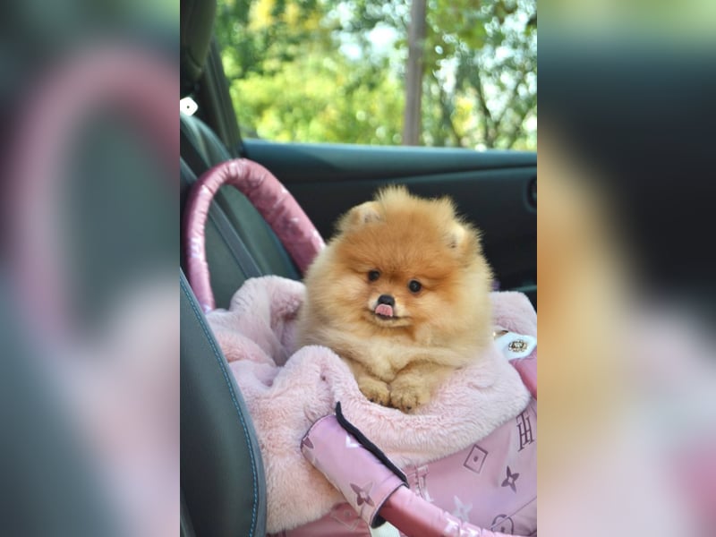 Exklusive Pomeranian Hündin Kisses of Fire Olympia Luna Star (Zwergspitz) Exklusive Pomeranian Hündin Kisses of Fire Olympia Luna Star (Zwergspitz)