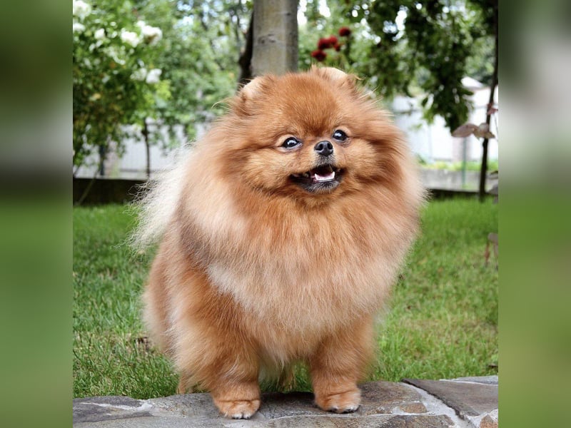 Exklusive Zwergspitz Hündin - Teddybär-Typ, Traumfell & Charme