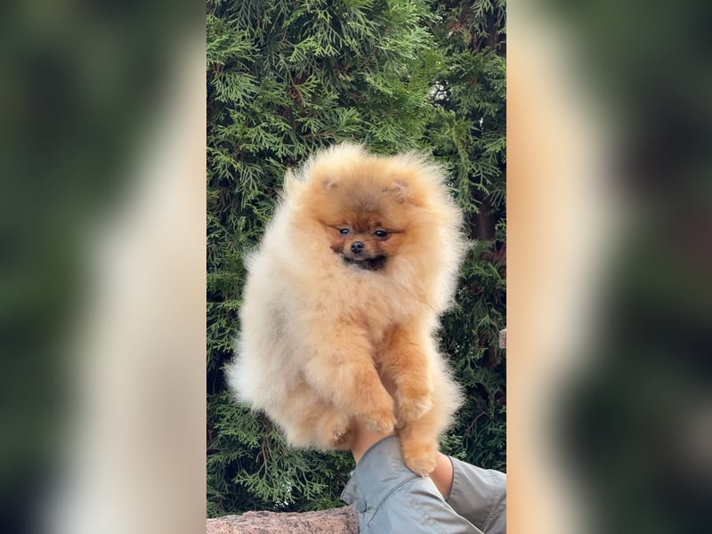 Exklusive Zwergspitz Hündin - Teddybär-Typ, Traumfell & Charme