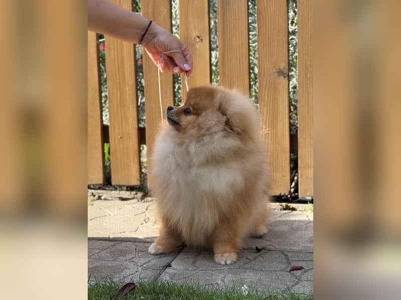 Nobel ist ein wunderschöner Pomeranian mit dichtem Fell und liebevollem Charakter.