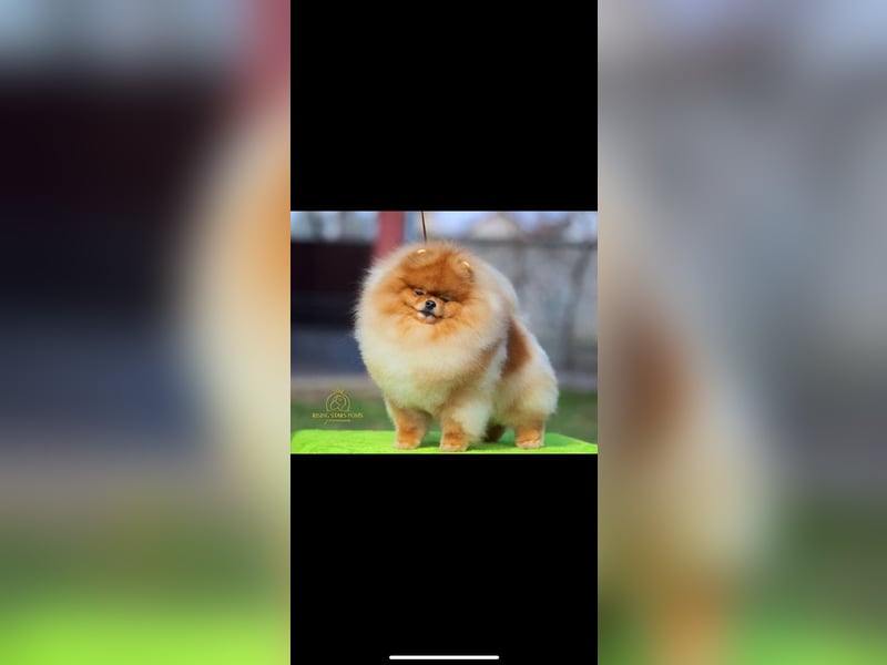 Exklusive Pomeranian Hündin Kisses of Fire Olympia Luna Star (Zwergspitz) Exklusive Pomeranian Hündin Kisses of Fire Olympia Luna Star (Zwergspitz)