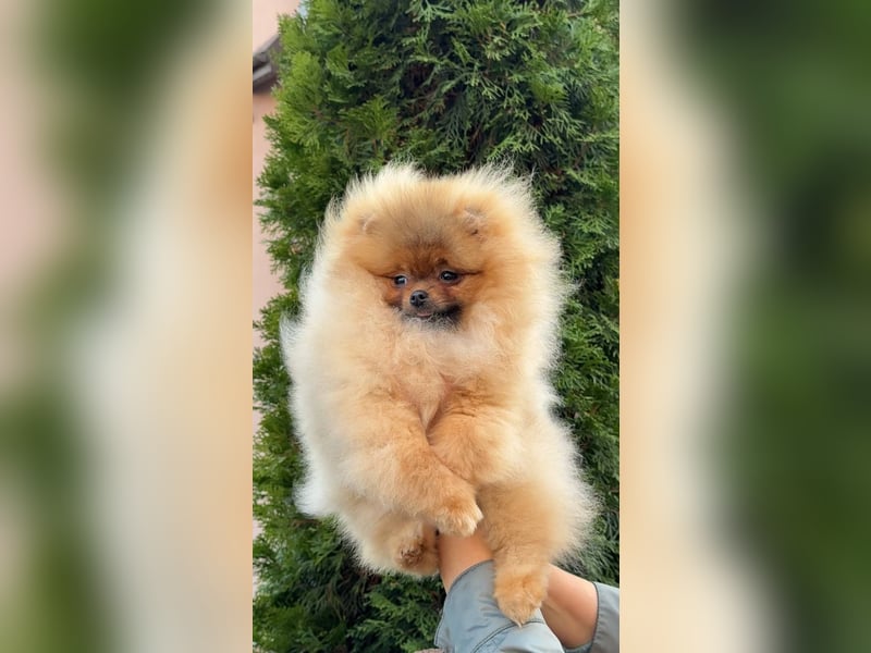 Exklusive Zwergspitz Hündin - Teddybär-Typ, Traumfell & Charme