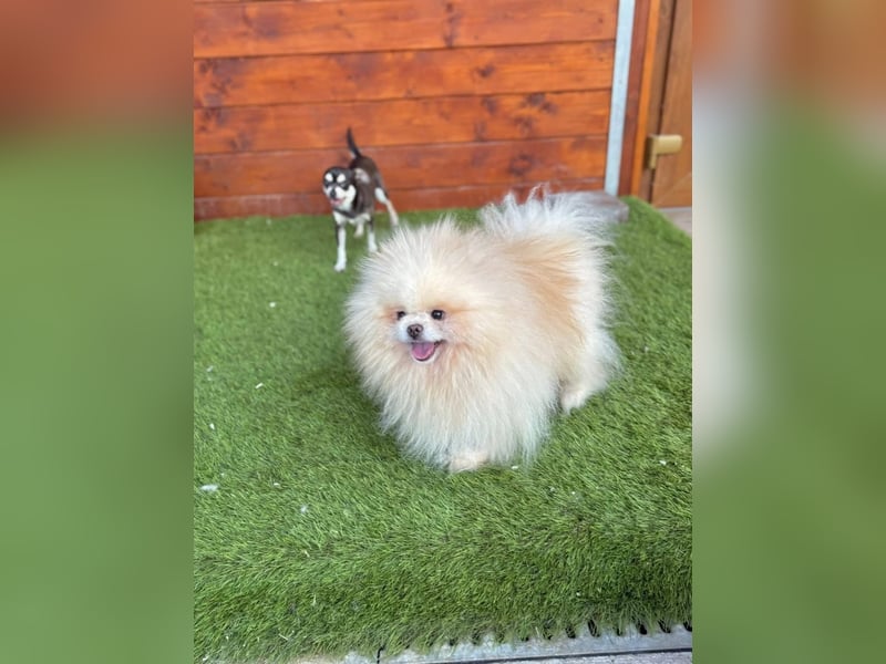 Poofer