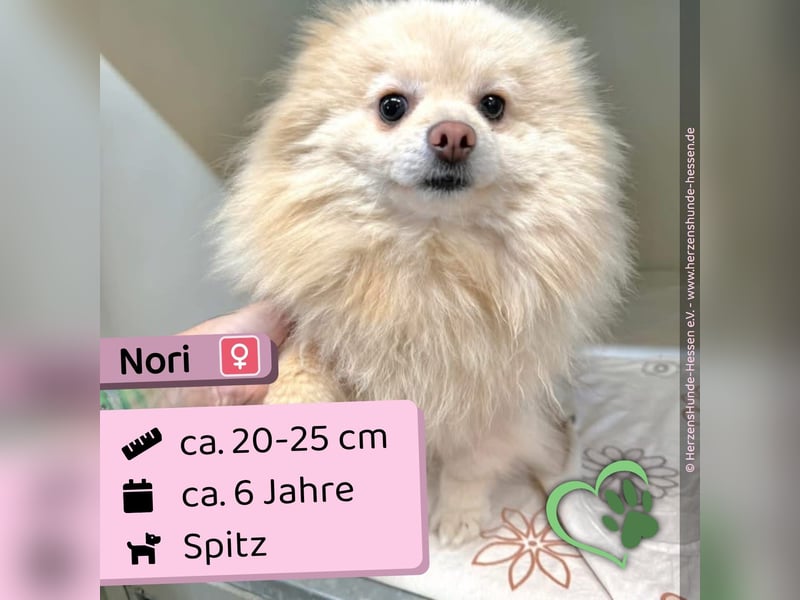 Nori