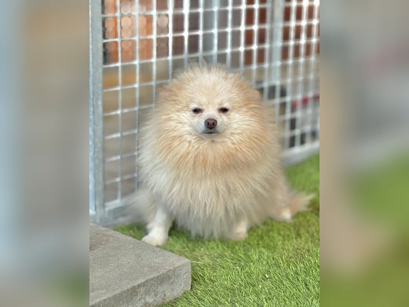 Nori