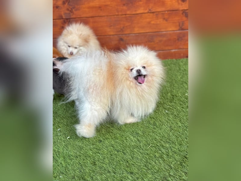 Poofer