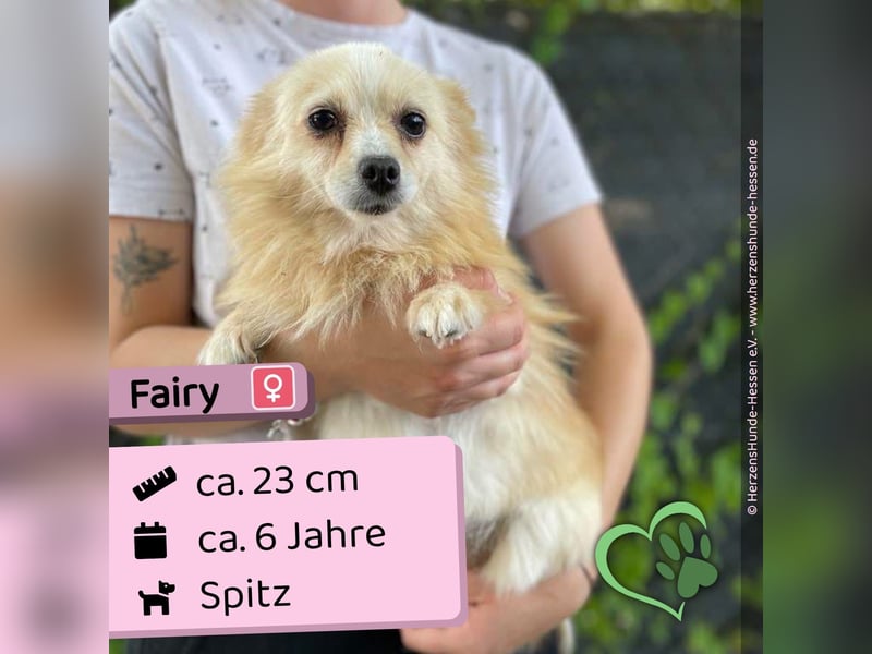 Fairy