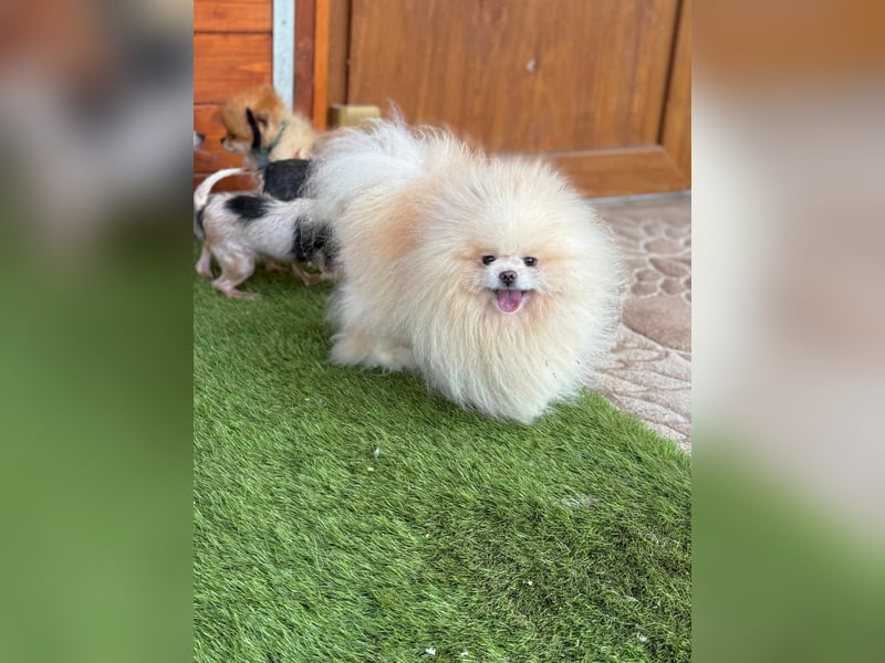 Poofer
