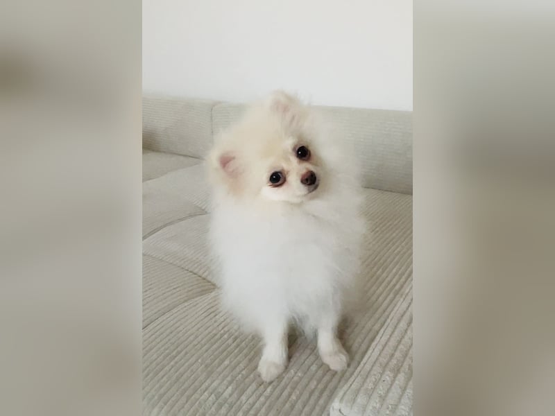 Pomeranian Zwergspitz