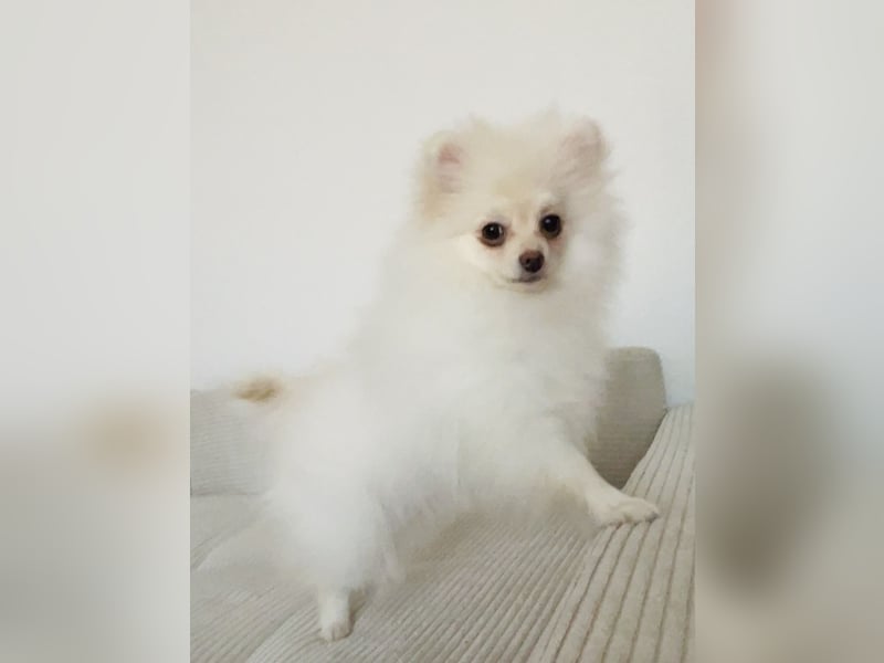 Pomeranian Zwergspitz