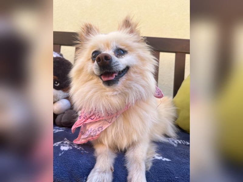 Nara SR – kleine Spitz-Prinzessin sucht endlich ihr Glück