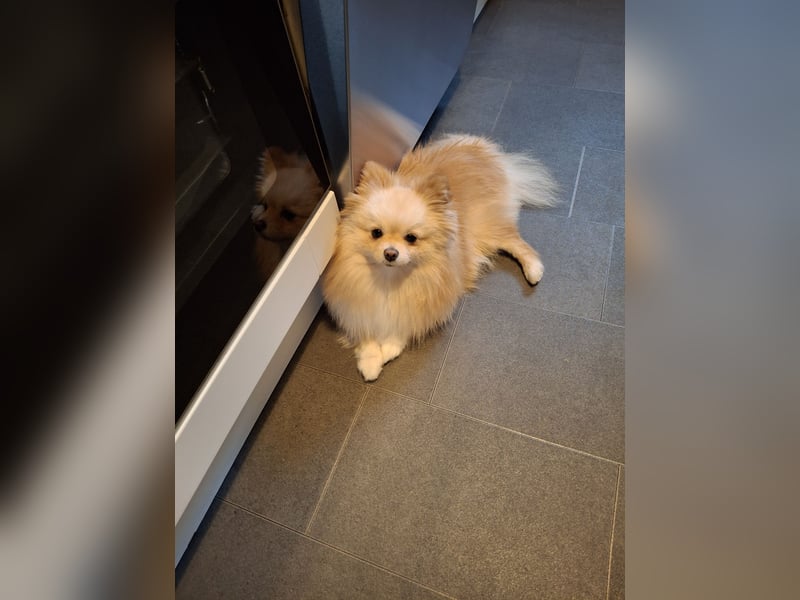 Zwergspitz Pomeranian Junghündin mit Ahnentafel