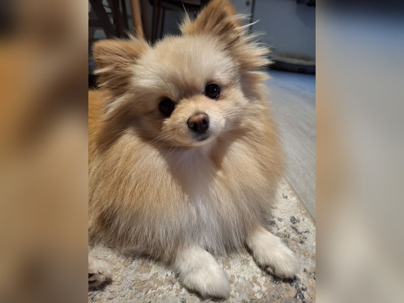 Zwergspitz Pomeranian Junghündin mit Ahnentafel