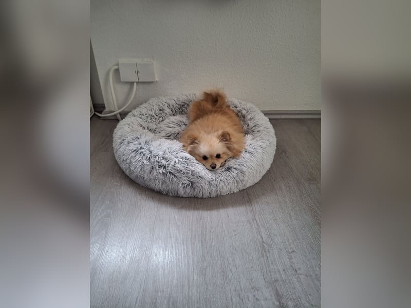 Zwergspitz Pomeranian Junghündin mit Ahnentafel