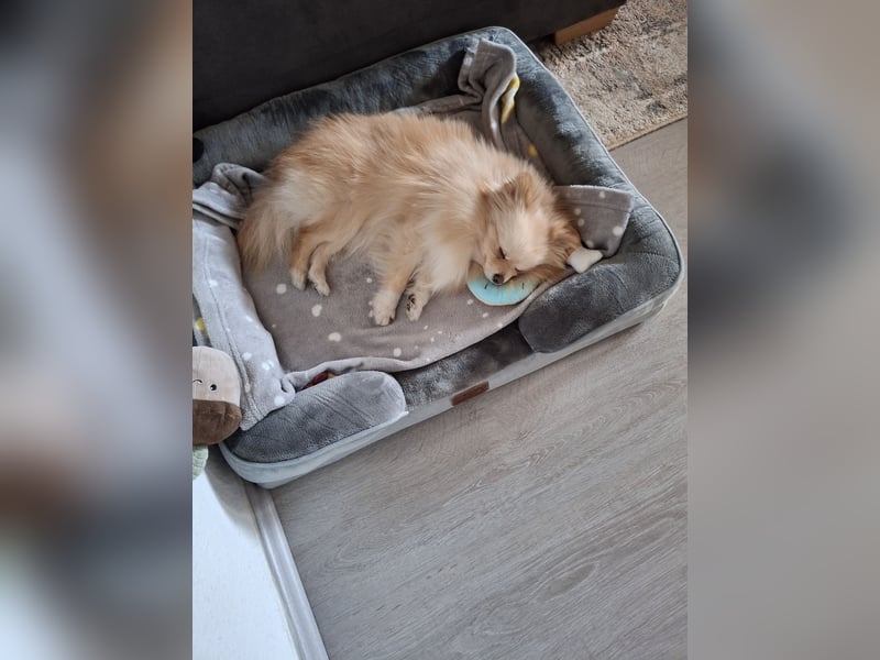 Zwergspitz Pomeranian Junghündin mit Ahnentafel