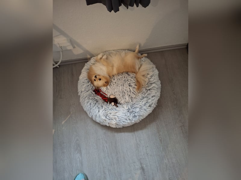 Zwergspitz Pomeranian Junghündin mit Ahnentafel