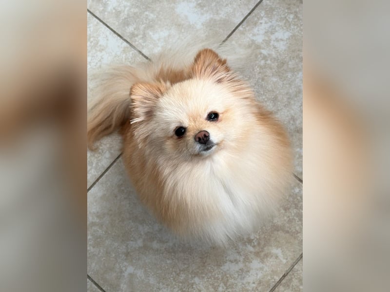 Zwergspitz Pomeranian Junghündin mit Ahnentafel