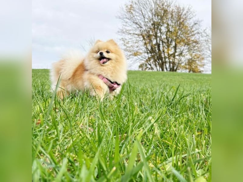 Pomeranian Hündin