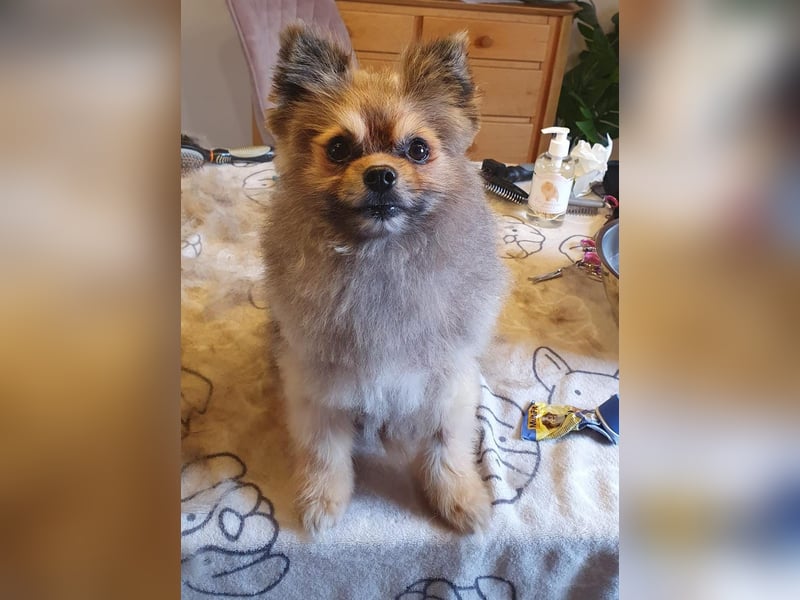 Pomeranian Maki verträglich verschmust verspielt