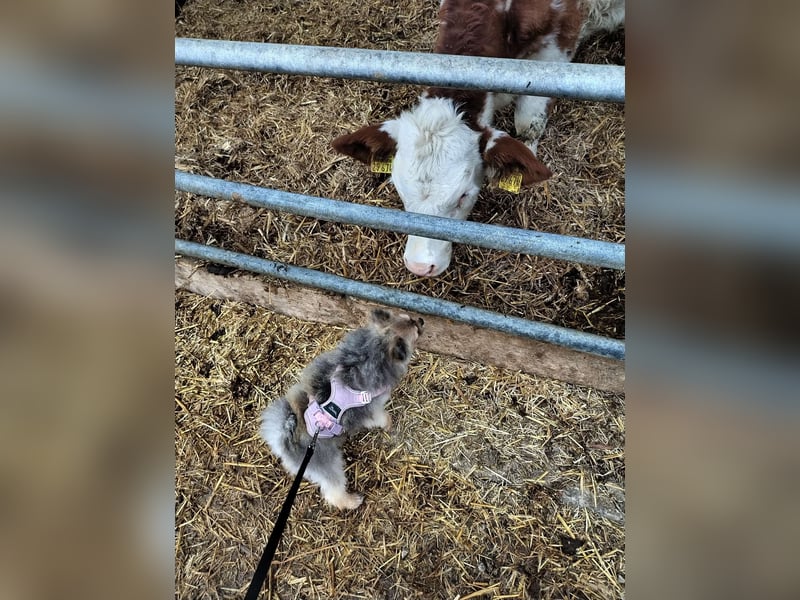 Pomeranian Maki verträglich verschmust verspielt