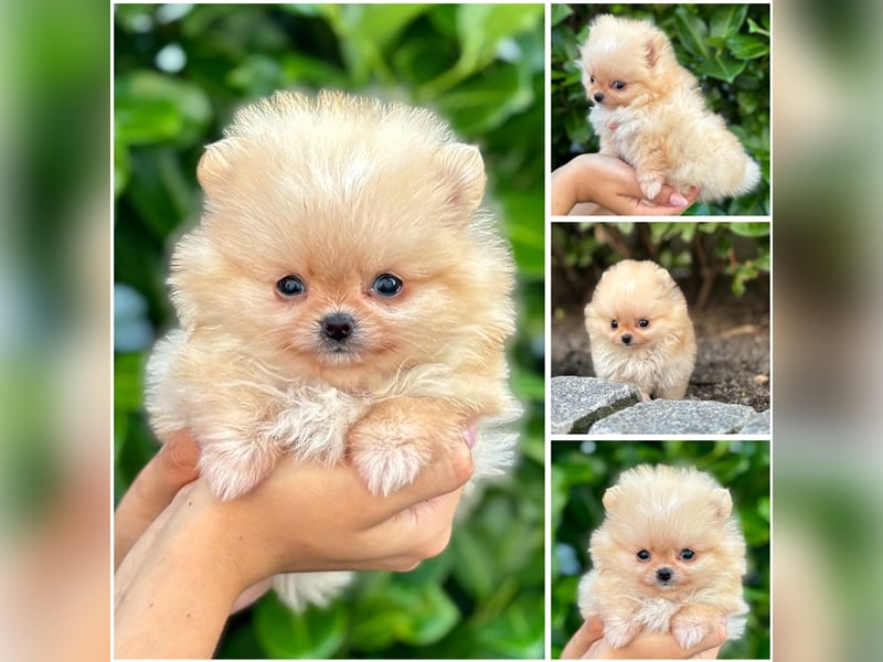 Pomeranian (Zwergspitz) 100% Teddy