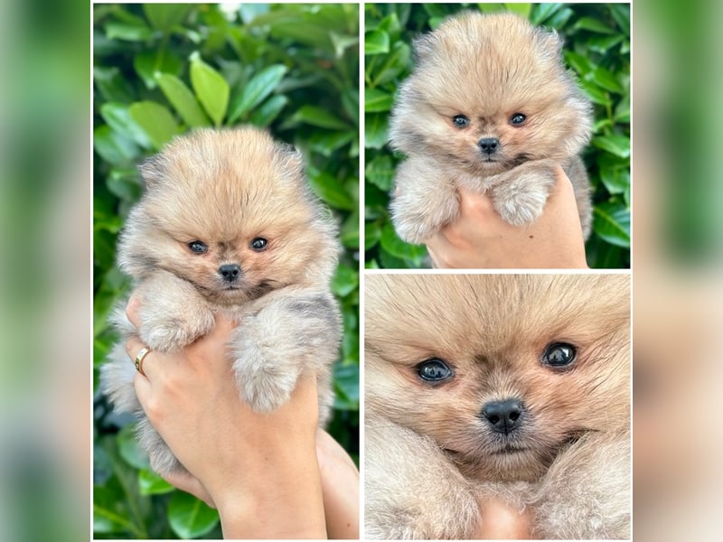 Pomeranian (Zwergspitz) 100% Teddy