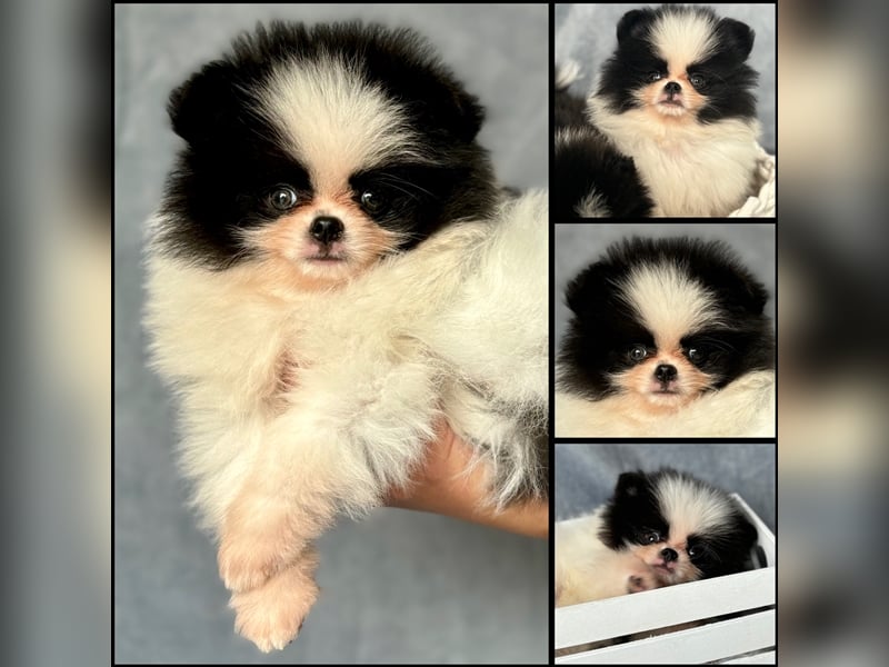 Pomeranian (Zwergspitz) 100% Teddy