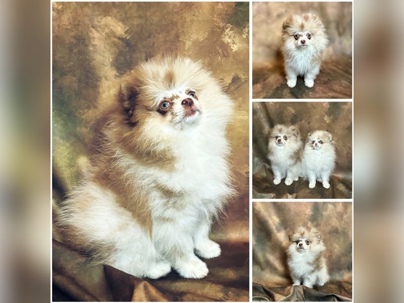 Pomeranian (Zwergspitz) 100% Teddy