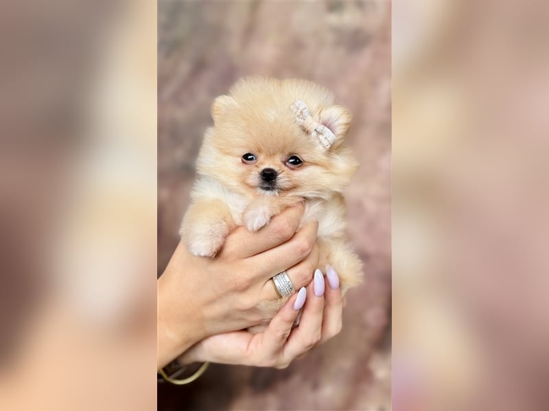 Pomeranian (Zwergspitz) 100% Teddy