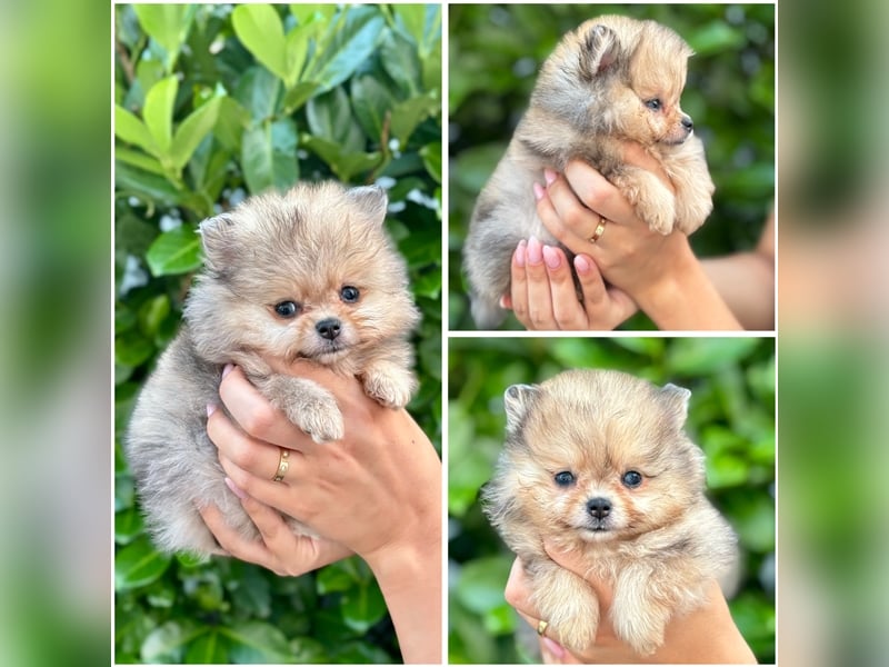 Pomeranian (Zwergspitz) 100% Teddy