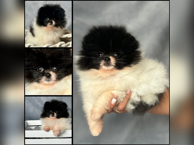 Pomeranian (Zwergspitz) 100% Teddy