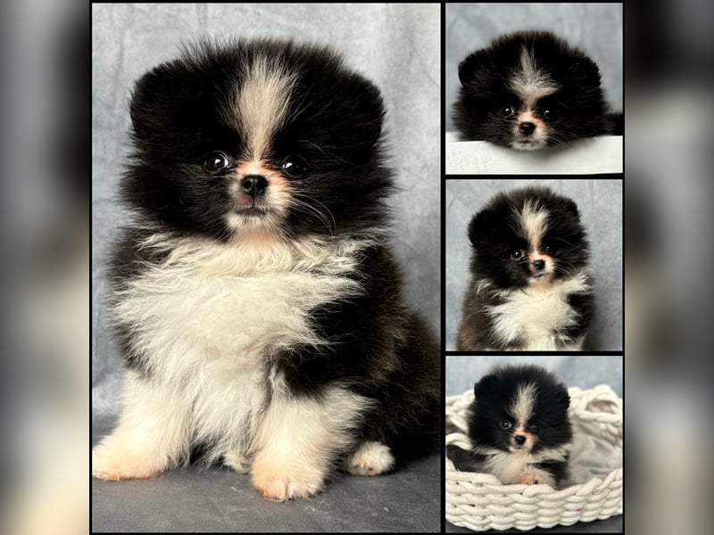 Pomeranian (Zwergspitz) 100% Teddy