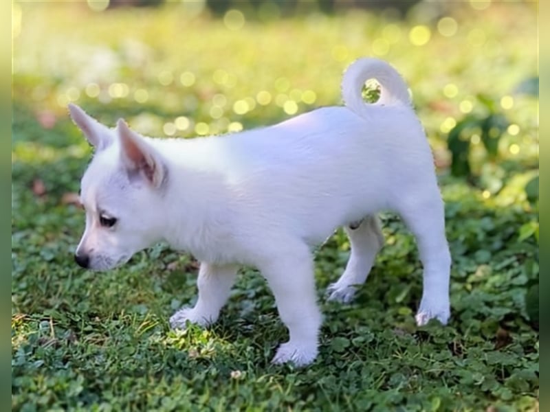 Zwergspitz-Pomeranian Mischlinge