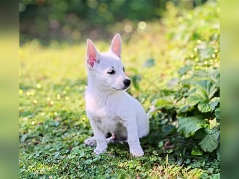 Zwergspitz-Pomeranian Mischlinge