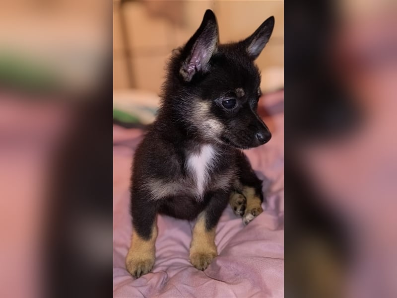 Zwergspitz-Pomeranian Mischlinge