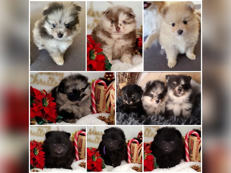 Zwergspitz Deckrüde merle  (Pomeranian)