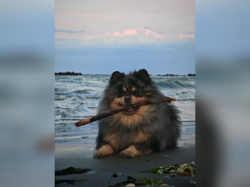Zwergspitz Deckrüde merle  (Pomeranian)