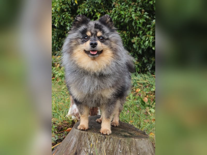 Zwergspitz Deckrüde merle  (Pomeranian)