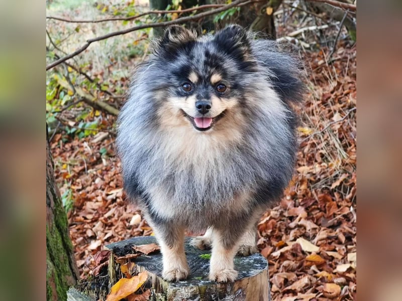Zwergspitz Deckrüde merle  (Pomeranian)